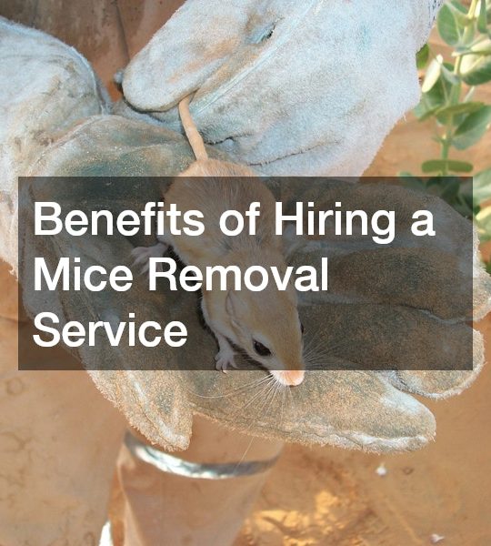 Benefits of Hiring a Mice Removal Service